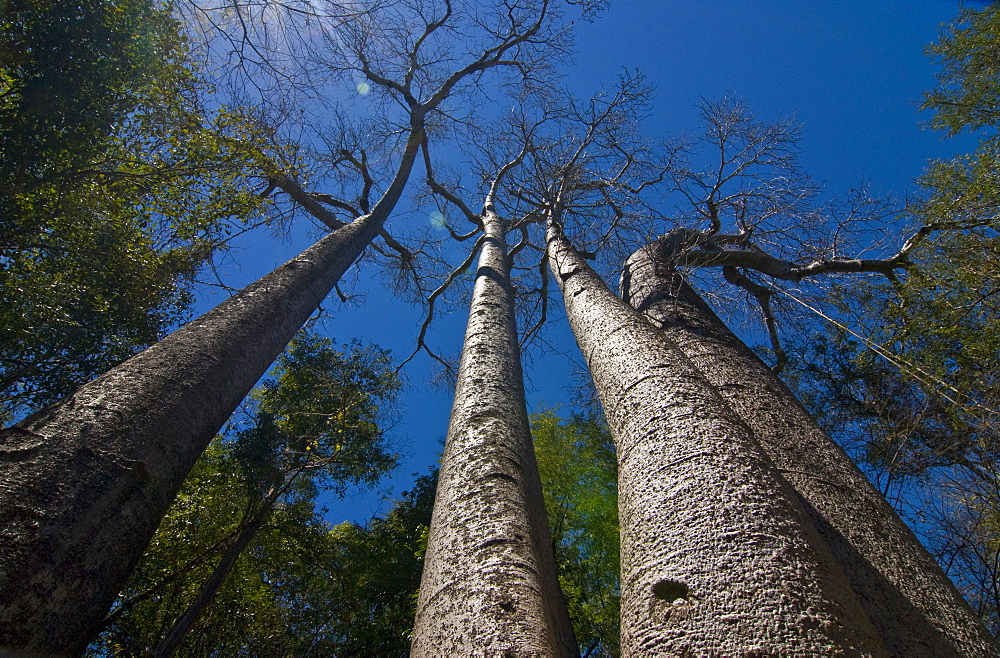 Giant Baobab trees in the Ankarafantsika National Park, Madagascar, Africa