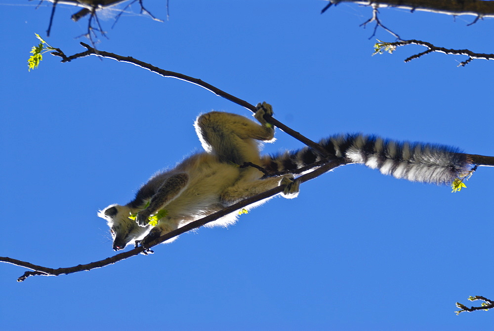 Ring-tailed lemur (Lemur catta), Isalo National Park, Madagascar, Africa