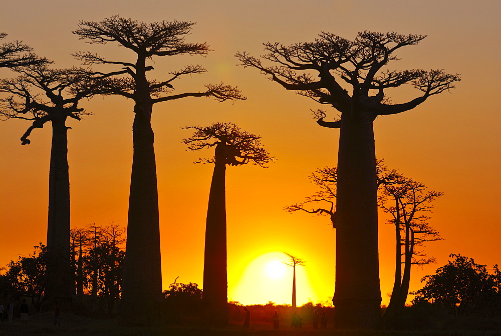 Avenue de Baobabs at sunset, Madagascar, Africa