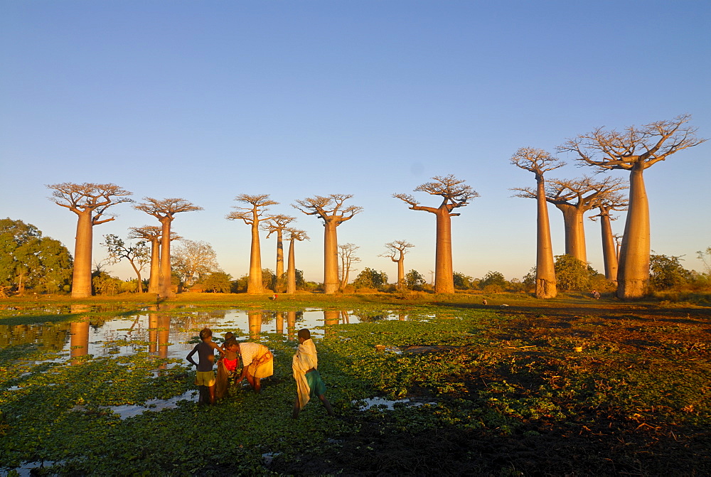 People fishing at the Avenue de Baobabs at sunset, Madagascar, Africa