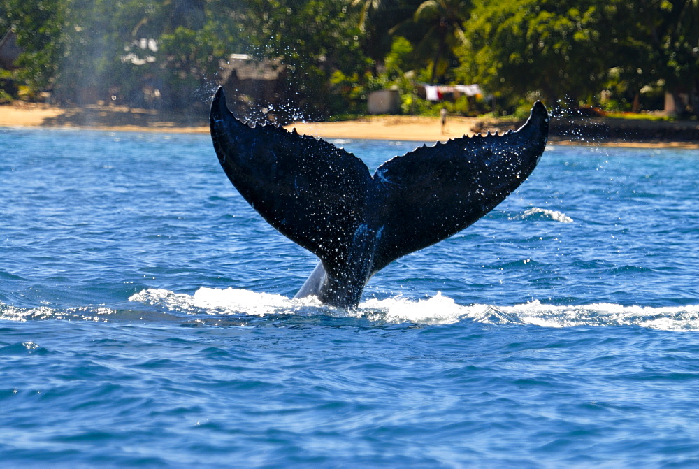 Humpback whale (Megaptera novaeangliae), Ile Sainte Marie, Madagascar, Indian Ocean, Africa