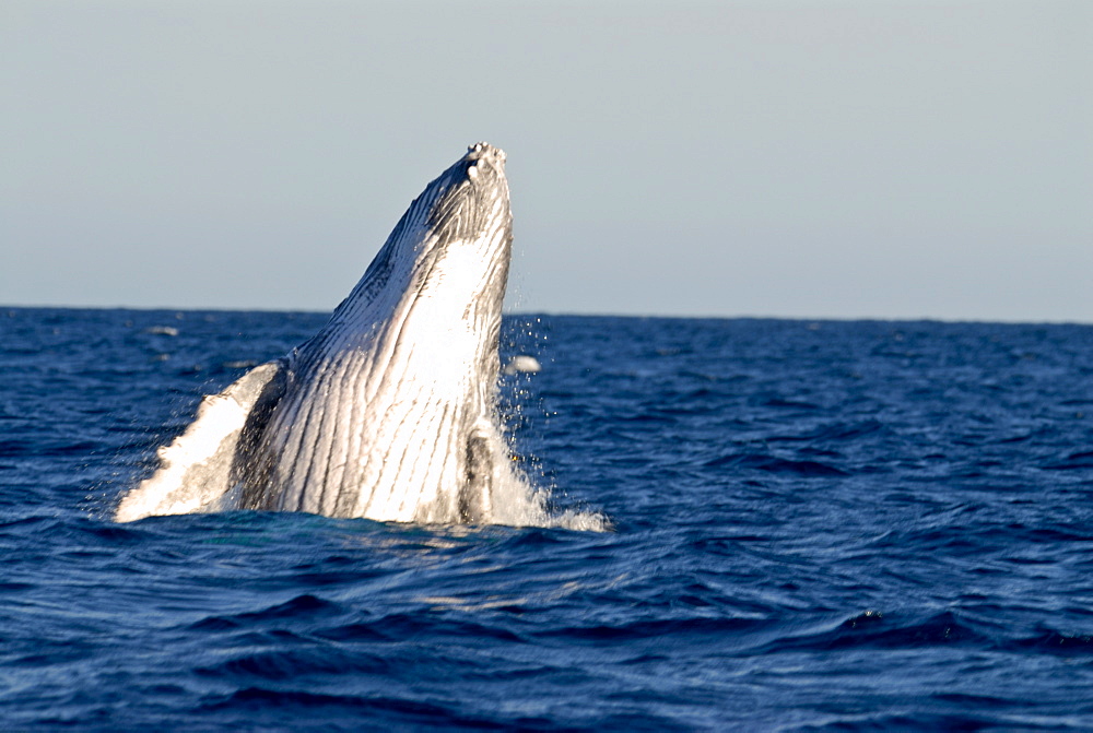 Humpback whale (Megaptera novaeangliae), Ile Sainte Marie, Madagascar, Indian Ocean, Africa