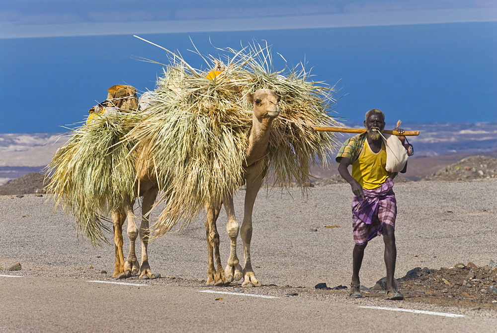 Afar tribesman with his camels on his way home, Tadjoura, Republic of Djibouti, Africa