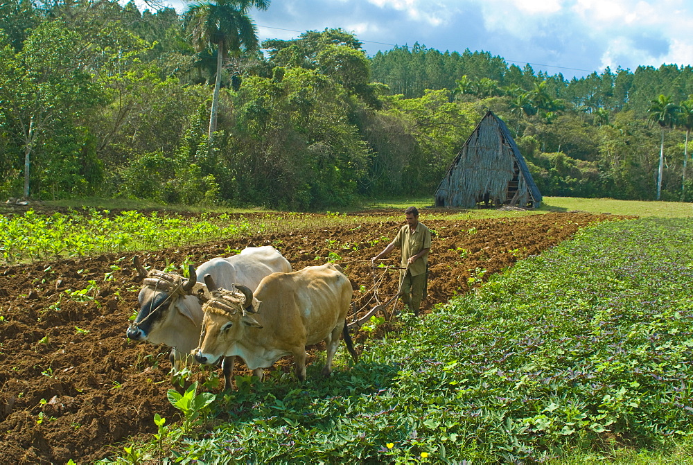 Farmer with oxen cultivating the land for tobacco crops, Vinales, Cuba, West Indies, Caribbean, Central America