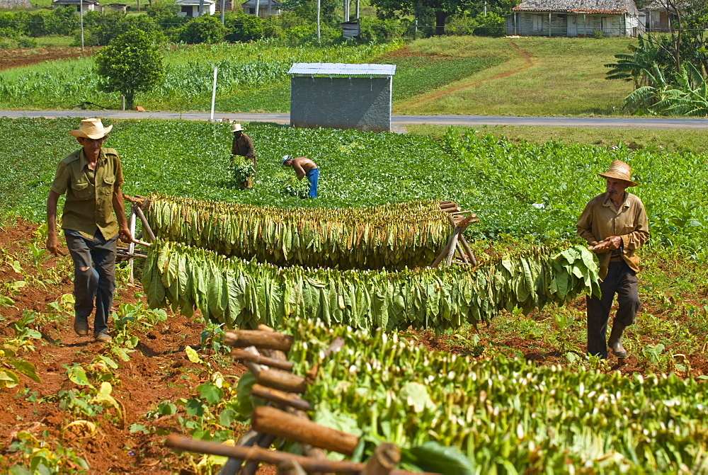 Farmers with tobacco leaves tied on pole for drying, Vinales. Cuba, West Indies, Caribbean, Central America