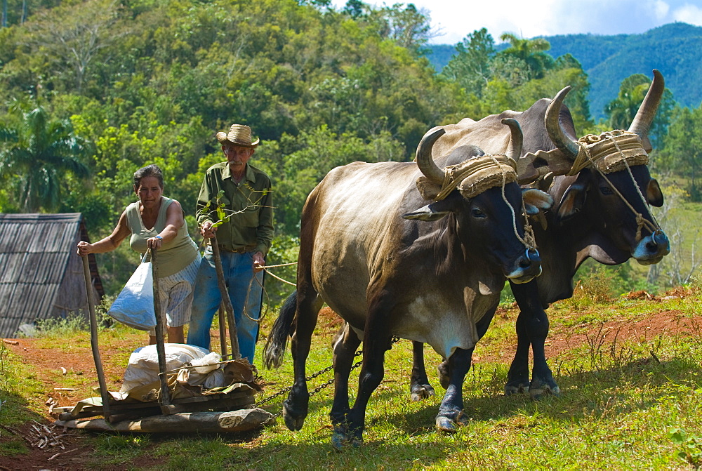 Ox cart with farmers, Vinales, Cuba, West Indies, Caribbean, Central America