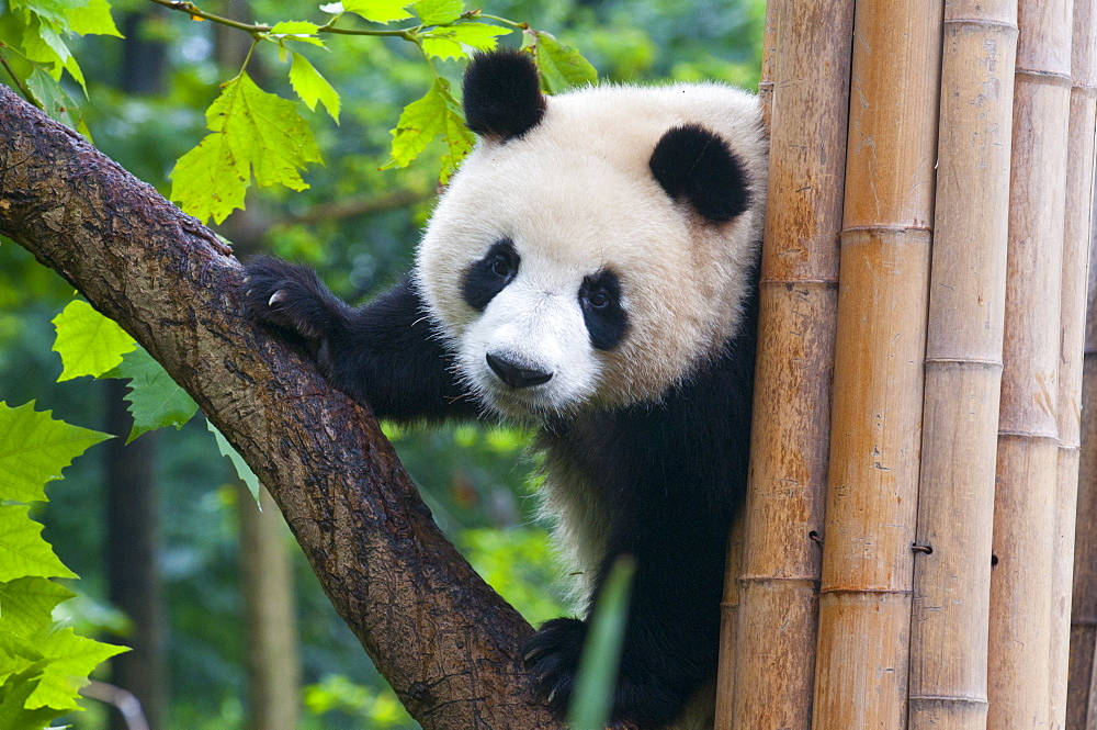 Giant panda (Ailuropoda melanoleuca) at the Panda Bear reserve, Chengdu, Sichuan, China, Asia