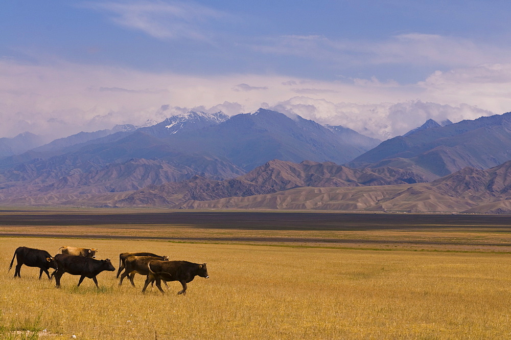 Cattle walking through pastureland, mountains in background Torugart Pass, Kyrgyzstan, Central Asia