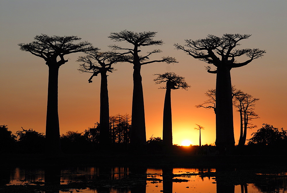 Avenue de Baobabs at sunset, Madagascar, Africa