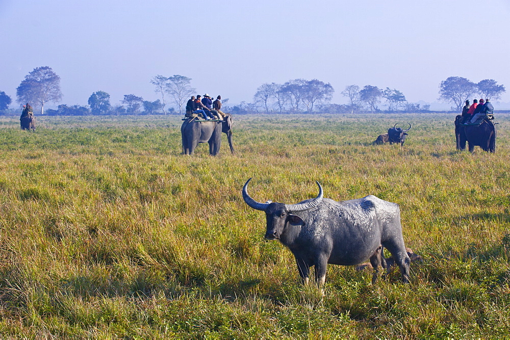 Tourists on a elephant watching Asian water buffalo (Bubalus bubalis), Kaziranga National Park, UNESCO World Heritage Site, Assam, Northeast India, India, Asia