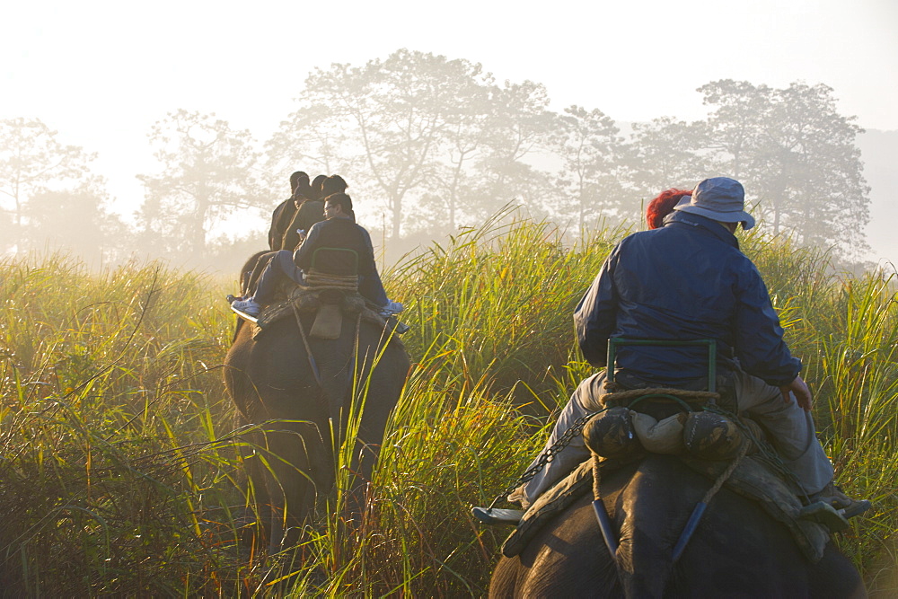 Tourists on elephants, Kaziranga National Park, UNESCO World Heritage Site, Assam, Northeast India, India, Asia