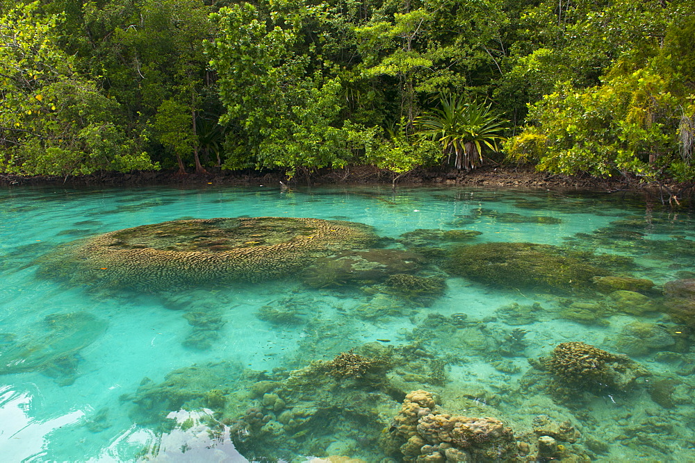 Giant clams in the clear waters of the Marovo Lagoon, Solomon Islands, Pacific