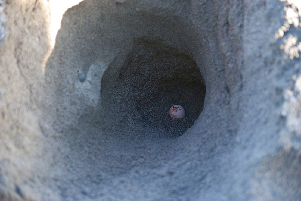 Megapode egg, Savo island, Solomon Islands, Pacific