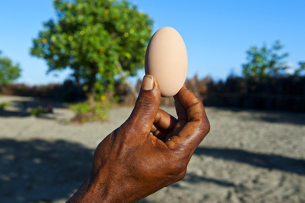 Megapode egg, Savo island, Solomon Islands, Pacific