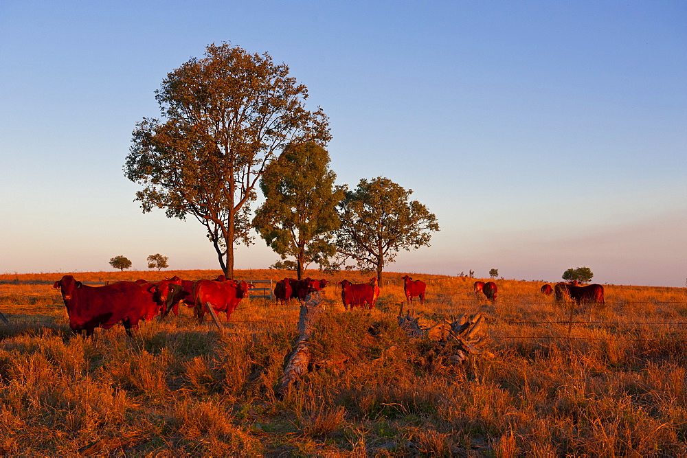 Cattle in the late afternoon light, Carnarvon Gorge, Queensland, Australia, Pacific