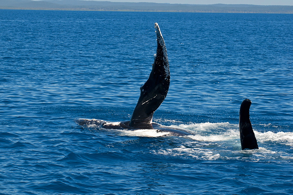 Humpback whale (Megaptera novaeangliae) watching in Harvey Bay, Queensland, Australia, Pacific