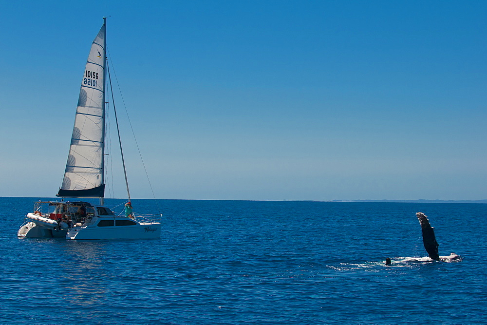 Humpback whale (Megaptera novaeangliae) watching in Harvey Bay, Queensland, Australia, Pacific