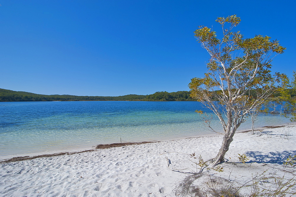 McKenzie Lake, Fraser Island, UNESCO World Heritage Site, Queensland, Australia, Pacific