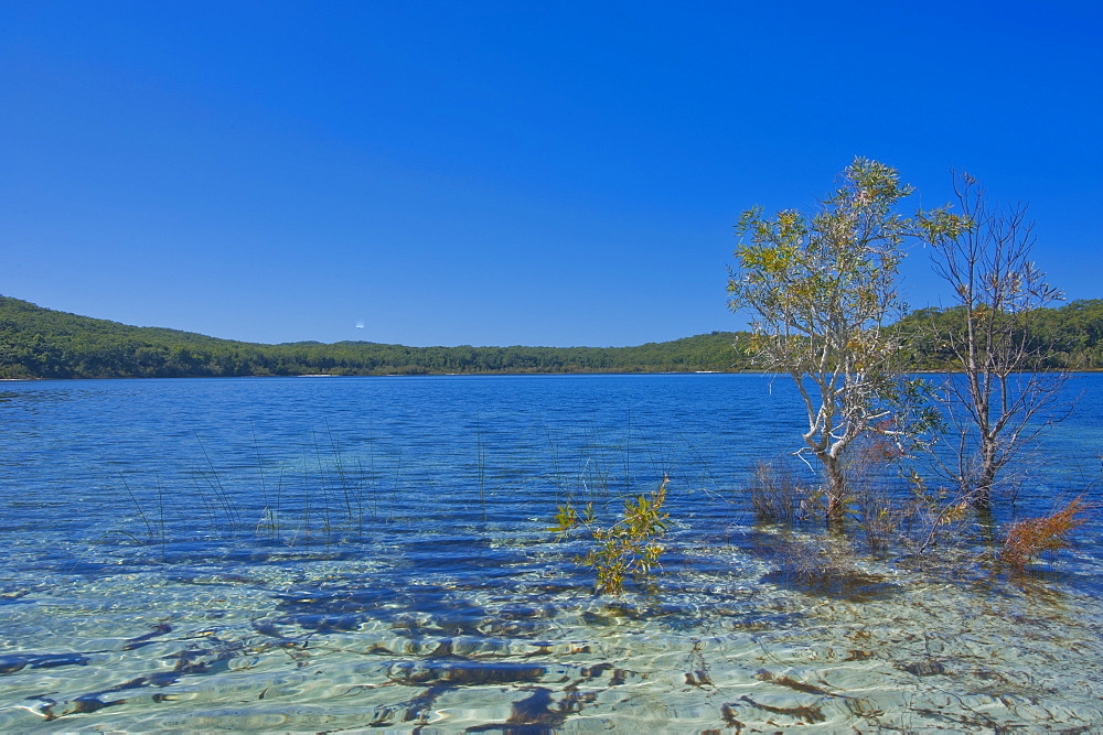 McKenzie Lake, Fraser Island, UNESCO World Heritage Site, Queensland, Australia, Pacific