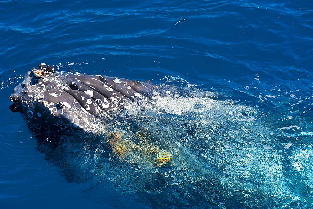 Humpback whale (Megaptera novaeangliae) in Harvey Bay, Queensland, Australia, Pacific