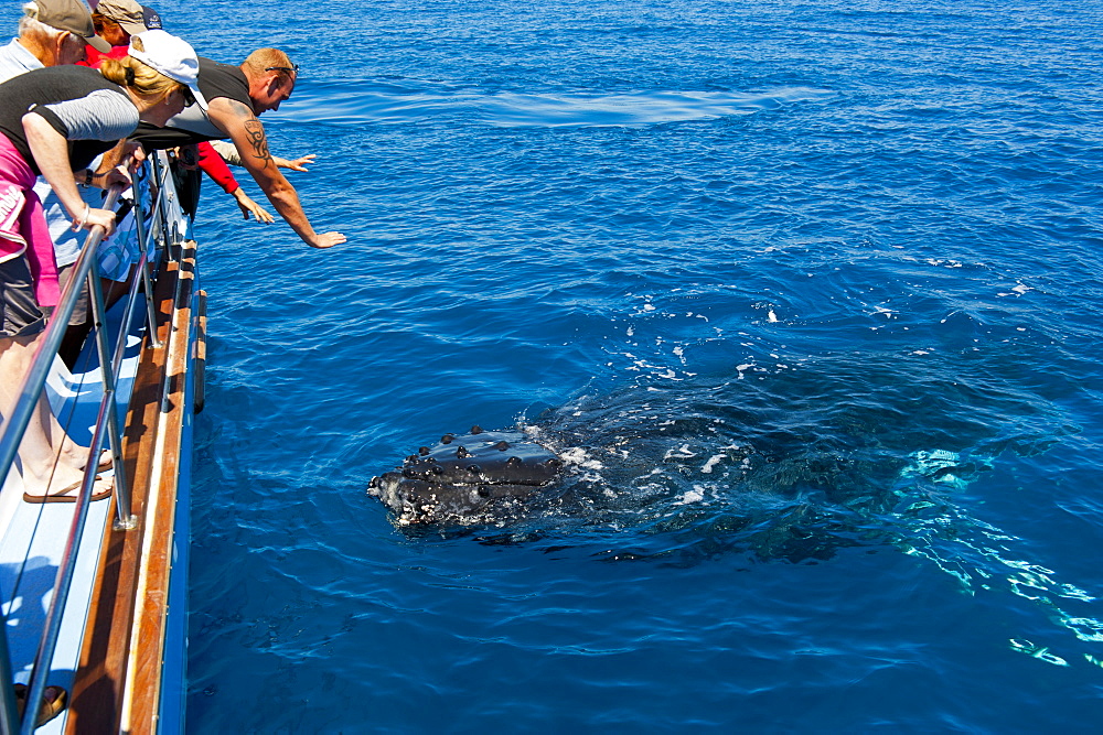 Humpback whale (Megaptera novaeangliae) watching in Harvey Bay, Queensland, Australia, Pacific