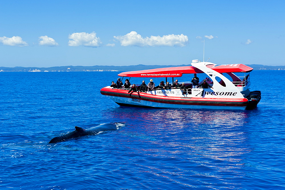 Humpback whale (Megaptera novaeangliae) and people whale watching in Harvey Bay, Queensland, Australia, Pacific