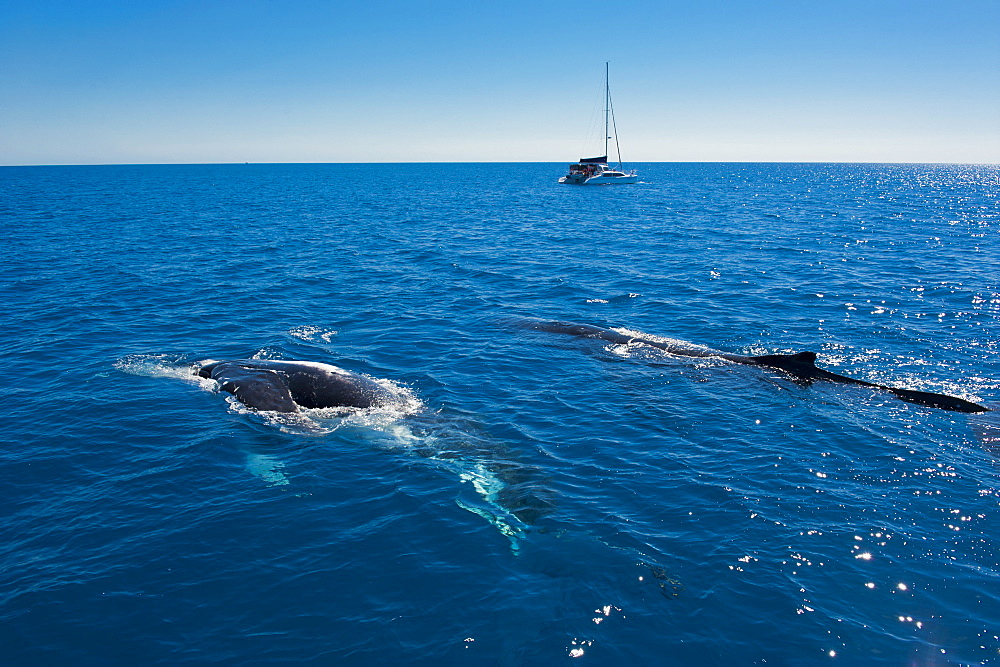 Humpback whale (Megaptera novaeangliae) watching in Harvey Bay, Queensland, Australia, Pacific