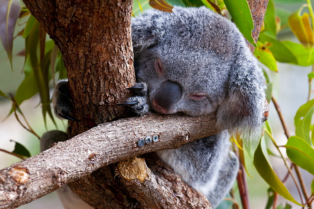 Koala (Phascolarctos cinereus) in the Townsville sanctuary, Queensland, Australia, Pacific