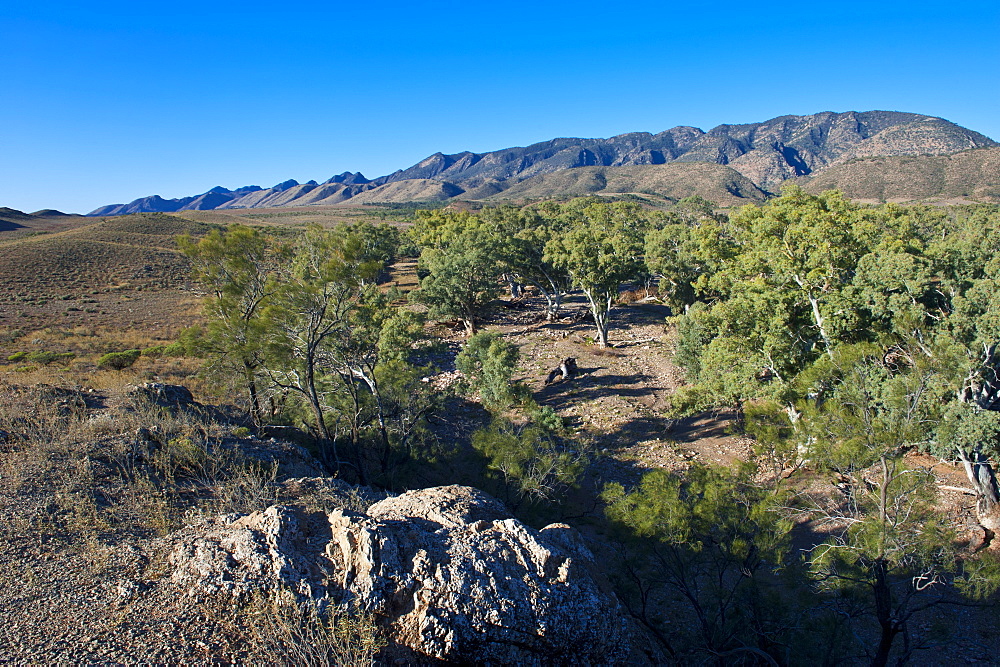 Flinders Ranges National Park, South Australia, Australia, Pacific