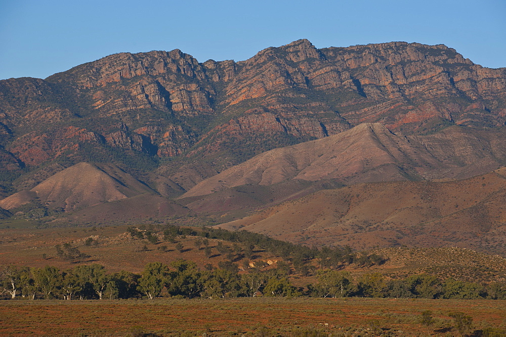 Flinders Ranges National Park, South Australia, Australia, Pacific