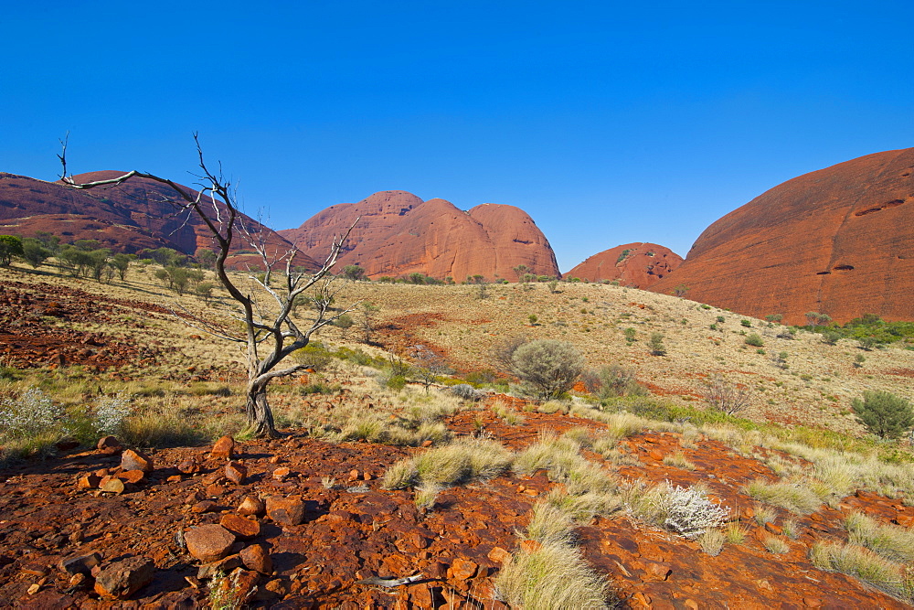 The Olgas (Kata Tjuta), Uluru-Kata Tjuta National Park, UNESCO World Heritage Site, Northern Territory, Australia, Pacific