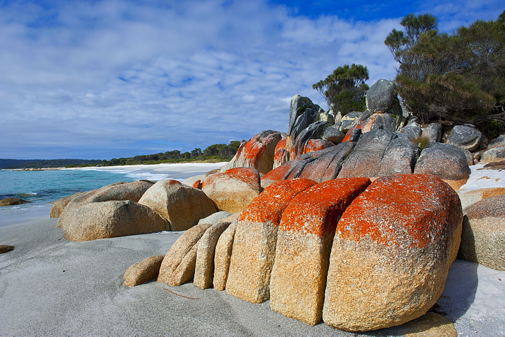 Bay of Fire, voted one of the most beautiful beaches in the world, Tasmania, Australia, Pacific 