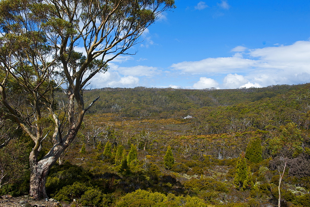 Mount Field National Park, Tasmania, Australia, Pacific 