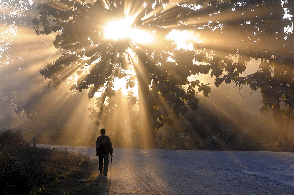 Man walking along a street with sun rays shining through a tree, Highlands, Myanmar (Burma)