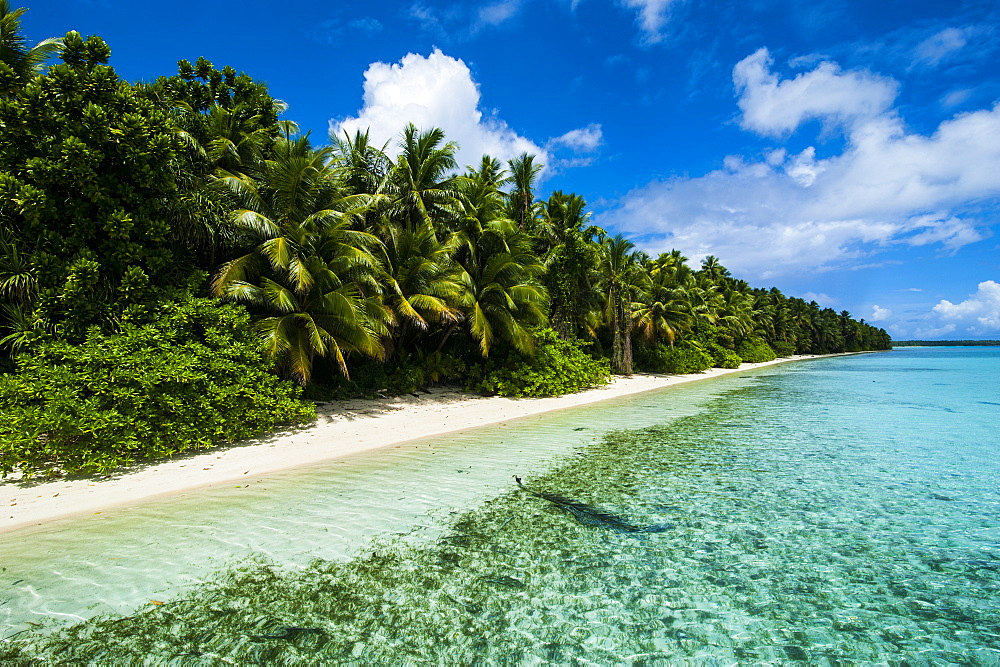 Paradise white sand beach in turquoise water on Ant Atoll, Pohnpei, Micronesia, Pacific