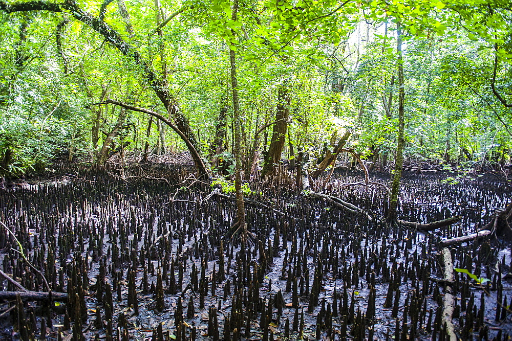 Mangrove roots on Carp island, Rock islands, Palau, Central Pacific, Pacific