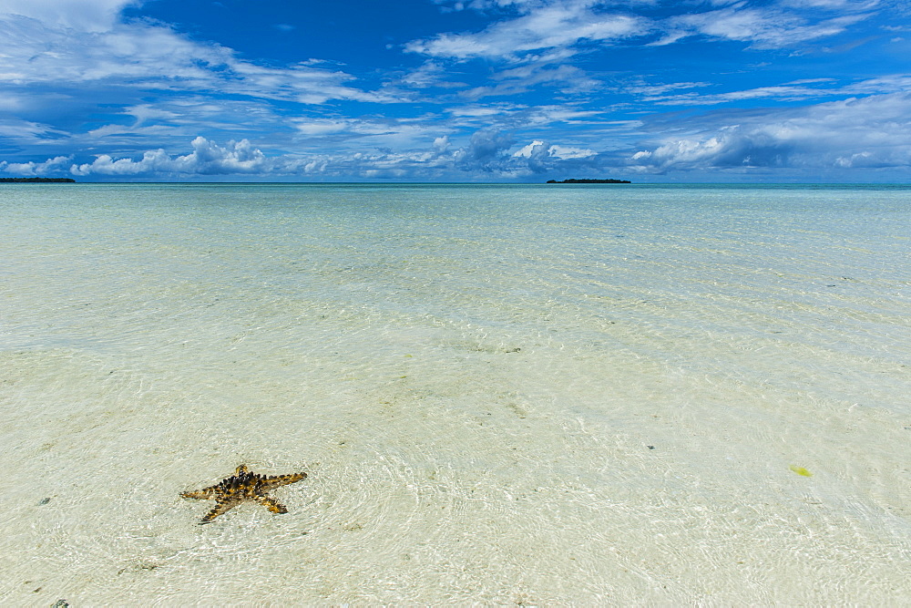 Sea star in the sand on the Rock islands, Palau, Central Pacific, Pacific