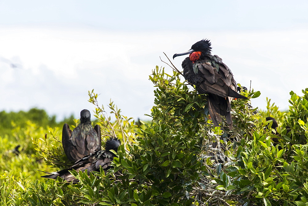 Frigate bird colony in the Codrington lagoon, Barbuda, Antigua and Barbuda, West Indies, Caribbean, Central America