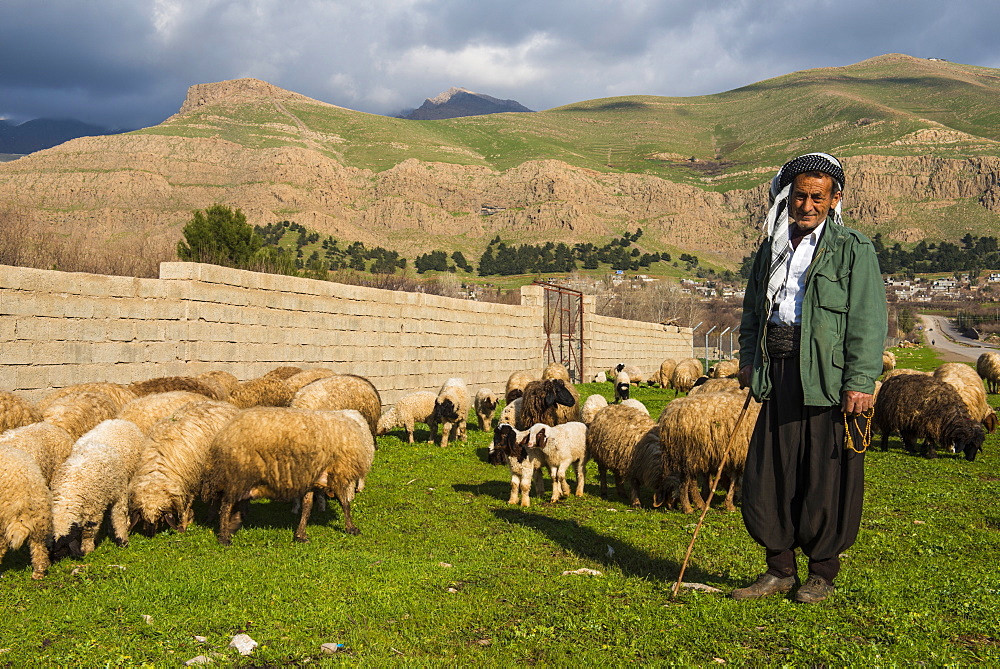 Shepherd with his herd of sheep in Ahmedawa on the border of Iran, Iraq Kurdistan, Iraq, Middle East