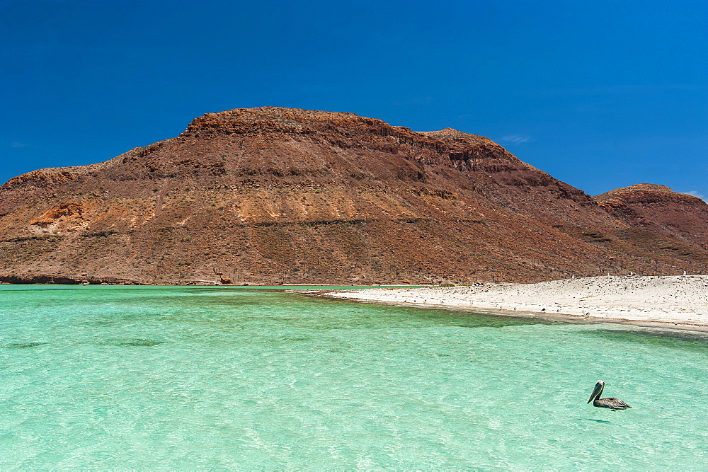 Pelicans in the turquoise waters at Isla Espiritu Santo, Baja California, Mexico, North America 