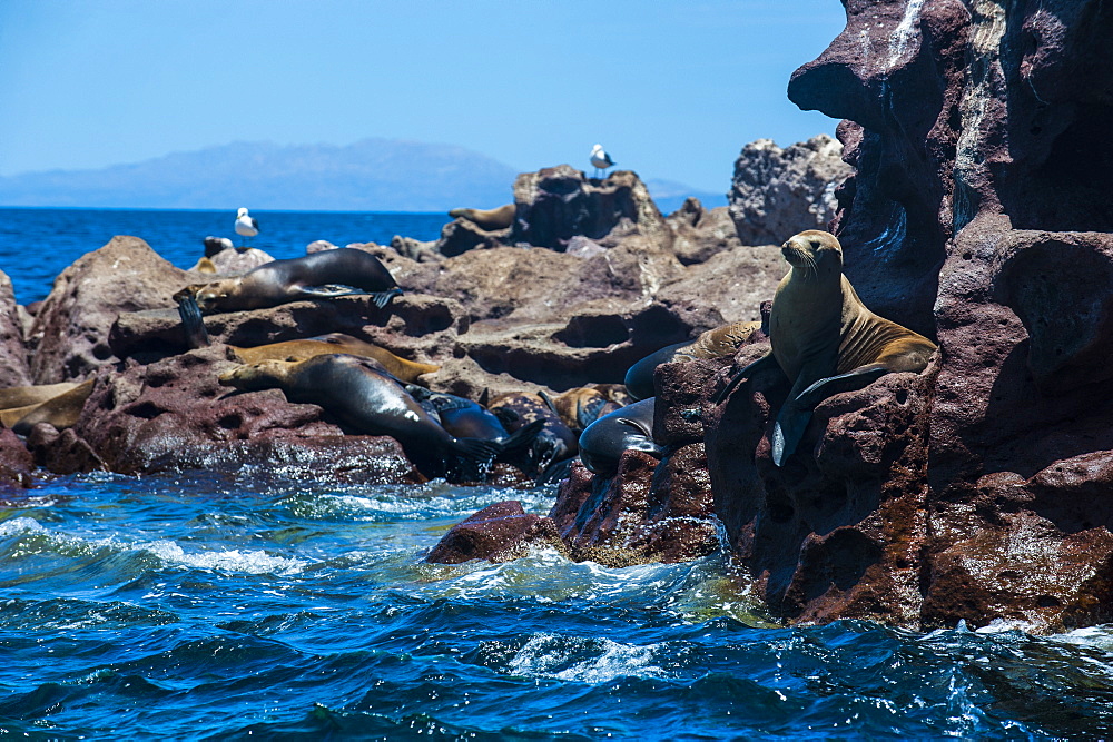 Sea lion colony at Isla Espiritu Santo, Baja California, Mexico, North America 