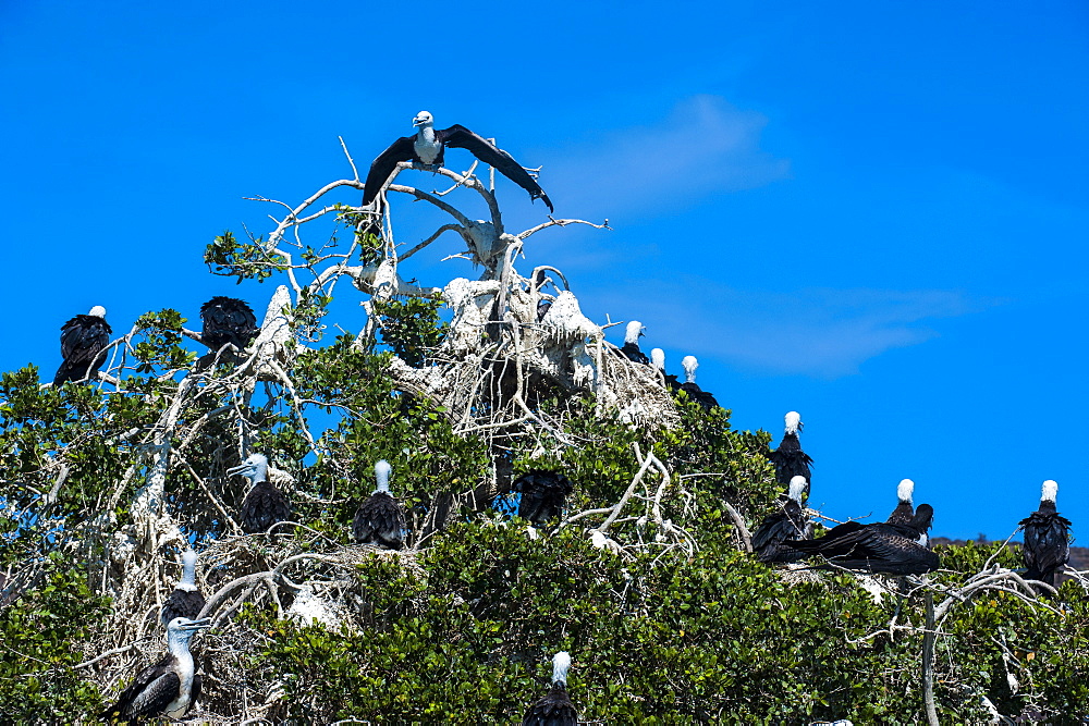 Frigate birds colony at Isla Espiritu Santo, Baja California, Mexico, North America 