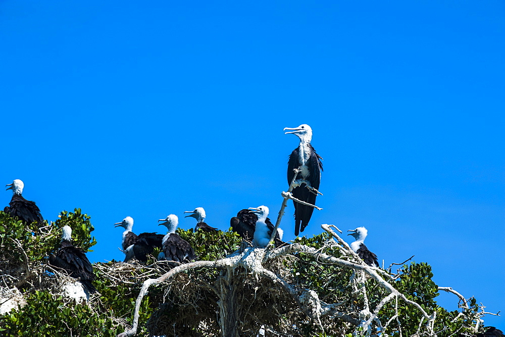 Frigate bird colony at Isla Espiritu Santo, Baja California, Mexico, North America 