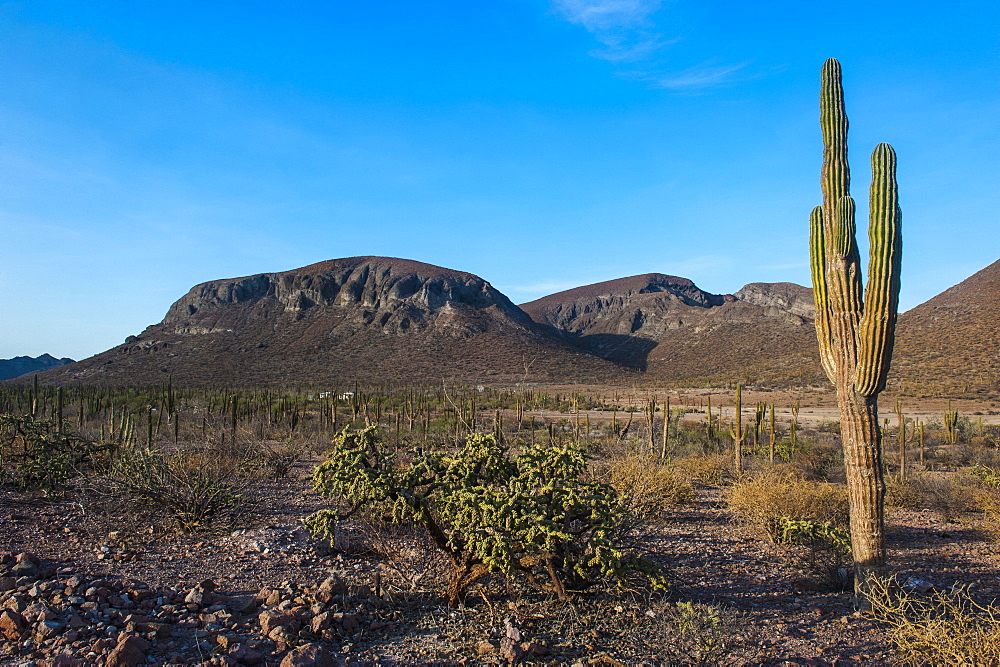 Cactus trees in the countryside near La Paz, Baja California, Mexico, North America 