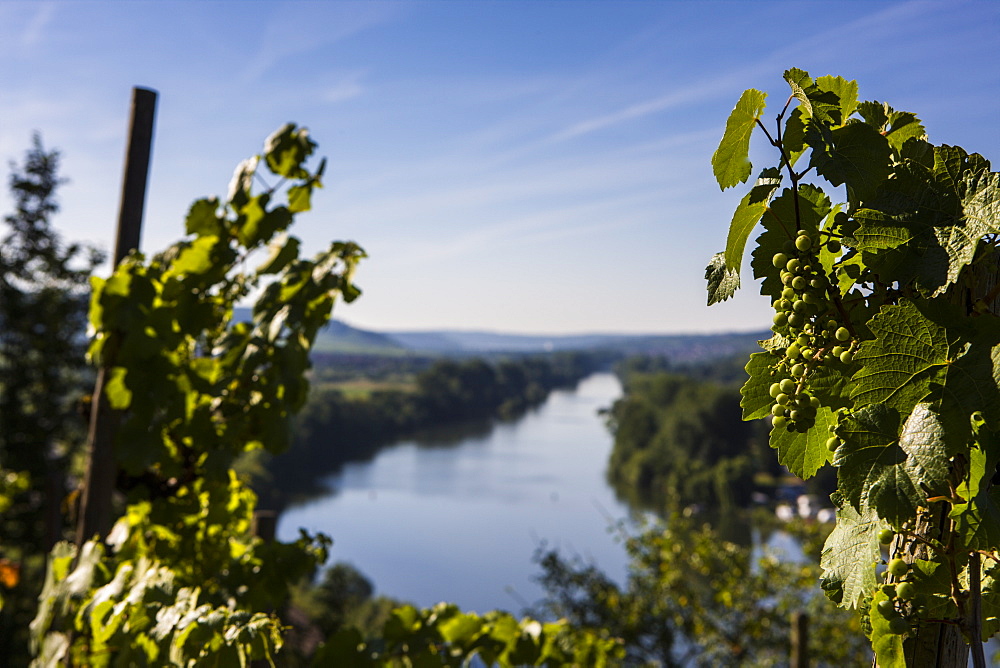 Vines above the Main valley, Franconia, Bavaria, Germany, Europe 