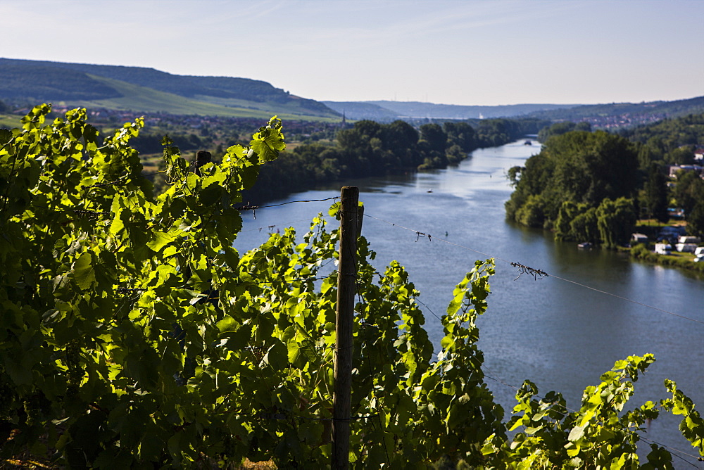 Vines above the Main valley, Franconia, Bavaria, Germany, Europe 