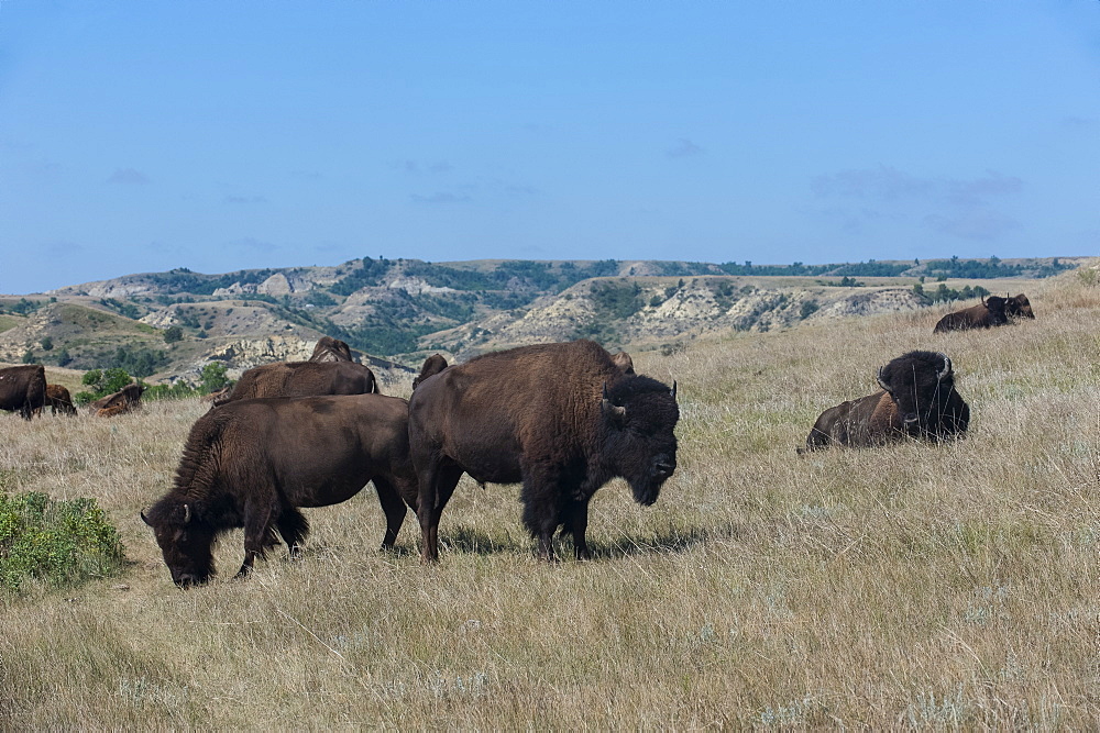 Wild buffalos in the Roosevelt National Park, North Dakota, United States of America, North America 