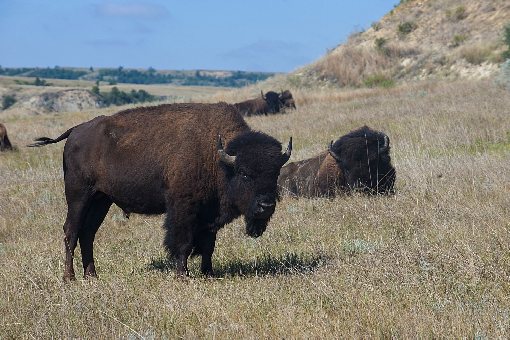 Wild buffalos in the Roosevelt National Park, North Dakota, United States of America, North America 