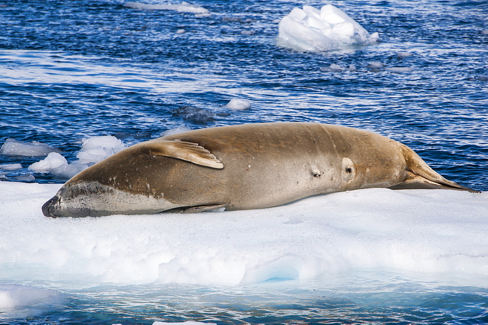 Leopard seal (Hydrurga leptonyx) lying on an ice shelf, Cierva Cove, Antarctica, Polar Regions 