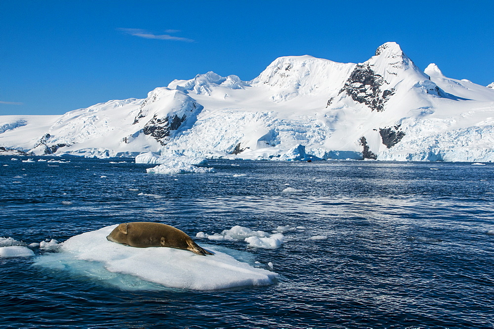 Leopard seal (Hydrurga leptonyx) lying on an ice shelf, Cierva Cove, Antarctica, Polar Regions 